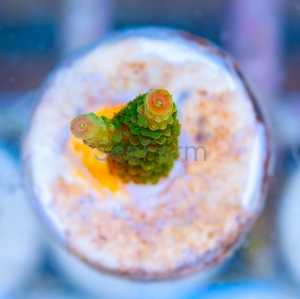 Acropora formosa - "Bright Green" - WYSIWYG nr 4