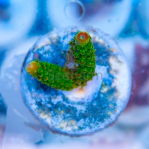 Acropora formosa - "Bright Green" - WYSIWYG nr 5