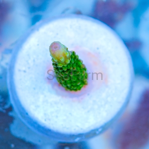 Acropora formosa - "Bright Green" - WYSIWYG nr 6
