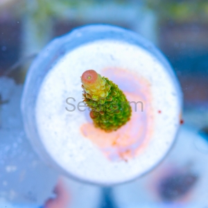 Acropora formosa - "Bright Green" - WYSIWYG nr 7