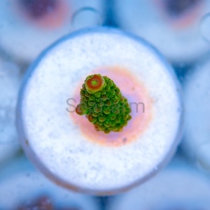 Acropora formosa - "Bright Green" - WYSIWYG nr 8