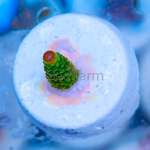 Acropora formosa - "Bright Green" - WYSIWYG nr 9