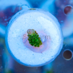 Acropora formosa - "Bright Green" - WYSIWYG nr 10