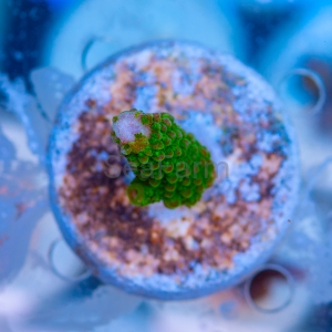 Acropora formosa - "Bright Green" - WYSIWYG nr 13