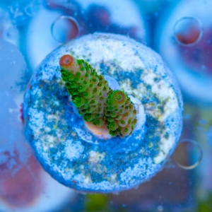 Acropora formosa - "Bright Green" - WYSIWYG nr 14