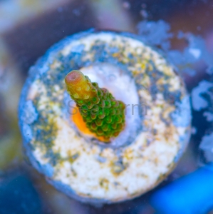 Acropora formosa - "Bright Green" - WYSIWYG nr 15
