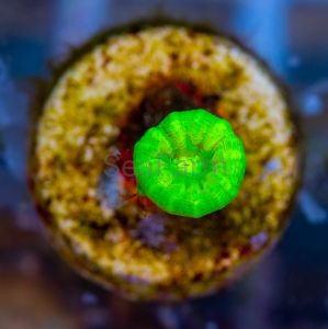 Caulastraea sp.  "SF Fluo Green" nr 2