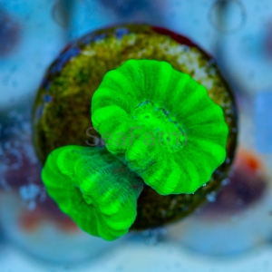 Caulastraea sp.  "SF Fluo Green" nr 5