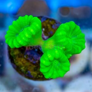 Caulastraea sp.  "SF Fluo Green" nr 6