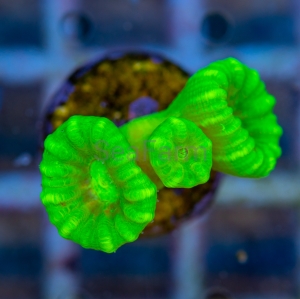 Caulastraea sp.  "SF Fluo Green" nr 7