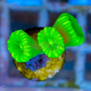 Caulastraea sp.  "SF Fluo Green" nr 8