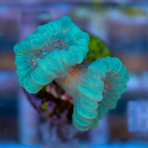 Caulastraea sp.  "SF Mint Green" nr 1