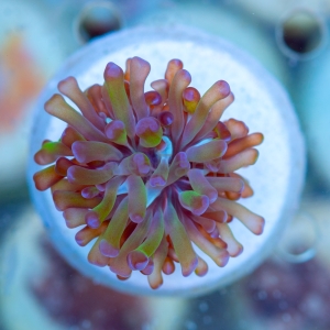 Euphyllia paraancora  "Green Blueberry"  DCW nr 1