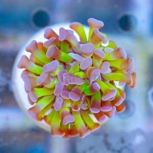Euphyllia paraancora  "Green Blueberry"  DCW nr 3