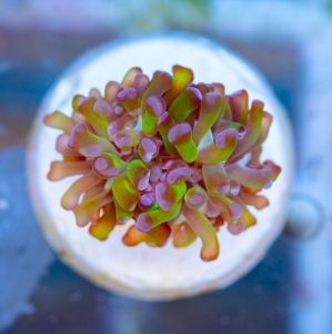 Euphyllia paraancora  "Green Blueberry"  DCW nr 4