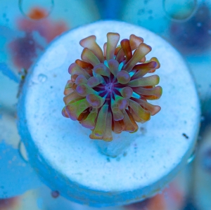 Euphyllia paraancora  "Green Blueberry"  DCW nr 5