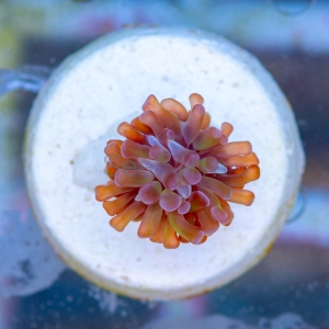 Euphyllia paraancora  "Green Blueberry"  DCW nr 7
