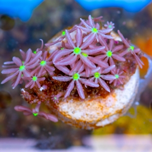 Knopia octocontacanalis - WYSIWYG nr 6