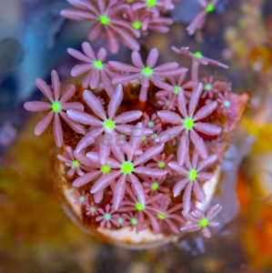 Knopia octocontacanalis - WYSIWYG nr 7