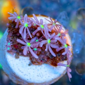 Knopia octocontacanalis - WYSIWYG nr 9