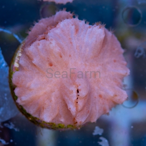 Sinularia dura  "SF Purple Dura" DCW nr 1  