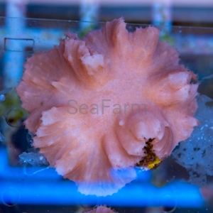 Sinularia dura  "SF Purple Dura" DCW nr 2