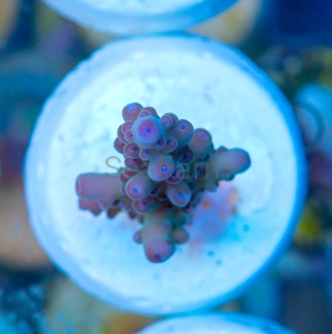 Acropora granulosa - "Blueberry Tip Granulosa" - WYSIWYG nr 1 