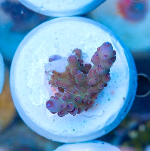 Acropora granulosa - "Blueberry Tip Granulosa" - WYSIWYG nr 2