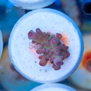 Acropora granulosa - "Blueberry Tip Granulosa" - WYSIWYG nr 3