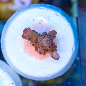 Acropora granulosa - "Blueberry Tip Granulosa" - WYSIWYG nr 6