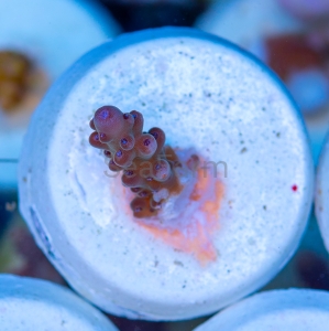 Acropora granulosa - "Blueberry Tip Granulosa" - WYSIWYG nr 8