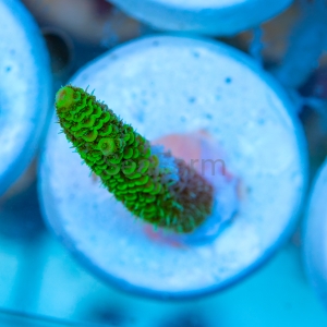 Acropora  millepora- "Gold Green Millie" - WYSIWYG nr 1
