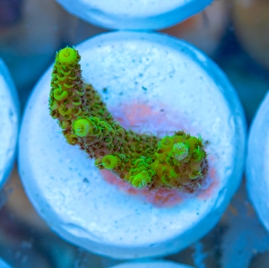 Acropora  millepora- "Gold Green Millie" - WYSIWYG nr 2