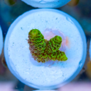 Acropora  millepora- "Gold Green Millie" - WYSIWYG nr 3