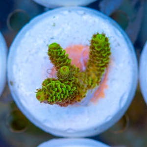 Acropora  millepora- "Gold Green Millie" - WYSIWYG nr 4