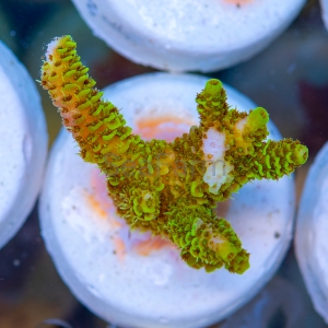 Acropora  millepora- "Gold Green Millie" - WYSIWYG nr 5