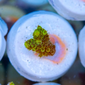 Acropora  millepora- "Gold Green Millie" - WYSIWYG nr 6