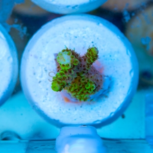 Acropora  millepora- "Gold Green Millie" - WYSIWYG nr 7