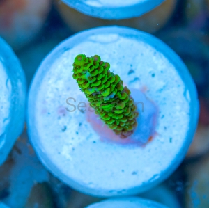 Acropora  millepora- "Gold Green Millie" - WYSIWYG nr 8