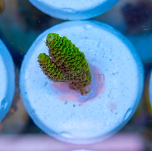Acropora  millepora- "Gold Green Millie" - WYSIWYG nr 9
