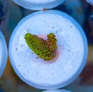 Acropora  millepora- "Gold Green Millie" - WYSIWYG nr 10