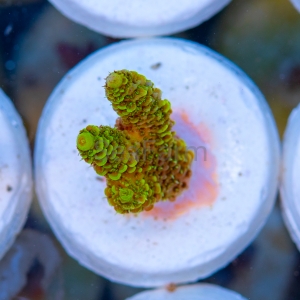 Acropora  millepora- "Gold Green Millie" - WYSIWYG nr 11