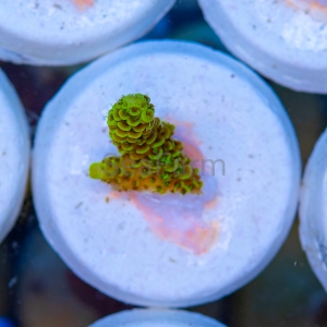 Acropora  millepora- "Gold Green Millie" - WYSIWYG nr 12