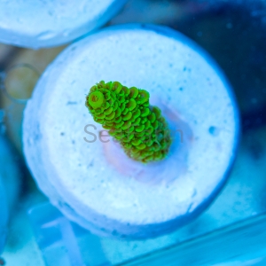 Acropora  millepora- "Gold Green Millie" - WYSIWYG nr 13