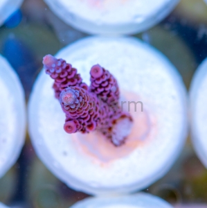 Acropora millepora - "Paradise Rainbow Millie" - WYSIWYG nr 1
