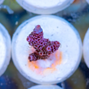 Acropora millepora - "Paradise Rainbow Millie" - WYSIWYG nr 2