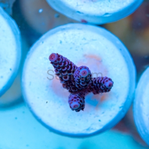 Acropora millepora - "Paradise Rainbow Millie" - WYSIWYG nr 4