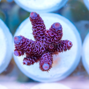 Acropora millepora - "Paradise Rainbow Millie" - WYSIWYG nr 6