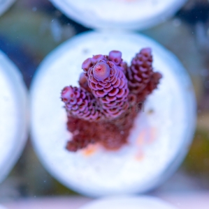 Acropora millepora - "Paradise Rainbow Millie" - WYSIWYG nr 7