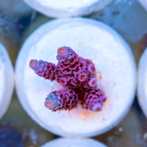 Acropora millepora - "Paradise Rainbow Millie" - WYSIWYG nr 8